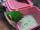 Eclectus Parrot