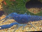 Electric Blue Crayfish