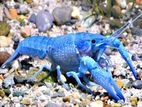 Electric blue Crayfish