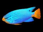 electric blue damselfish