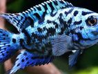 Electric Blue Jackdempsey