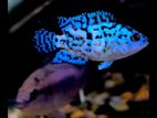 Electric Blue Jackdempsey