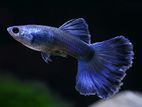 Electric Blue Guppy Fish