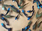 Electric Blue Moscow Guppy