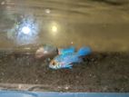 Electric Blue Ram Cichlids