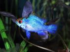 Electric Blue Ramirezi