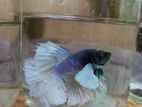 Elephant Ear Betta