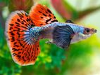 Elephant Ear Dumbo Mosaic Guppy
