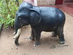 Old Elephant Statue