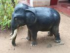 Garden Elephant