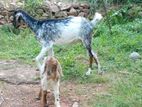 Goats