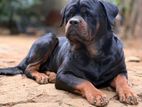 Rottweiler Male for Stud
