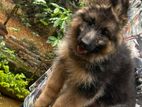 German Shepherd Puppies