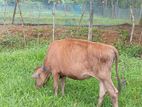 එළ දෙන් පැටවෙක්
