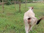 එළ දෙන්නු 02 ක්