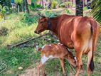 එළ ගවයින් Cow