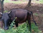 එළදෙන