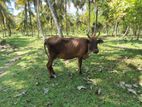 එළදෙන