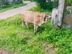 එළදෙන