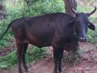 එළදෙනක්