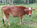 Jersey Cow