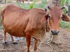 එළදෙනුන්