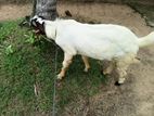 එළුවා Goat