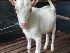 එළුවන්
