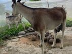 එළුවන්