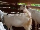 එලුවන්