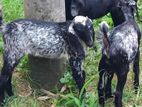 එලුවන් Goat