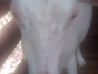 එලුවන්