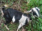 Farm Goat