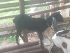 Farm Goat