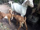 Goats (Eluwan)