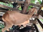 Farm Goats