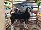 Farm Goats