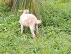 Eluwan