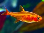 Ember Tetra Fish