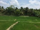 Embilipitiya - Agricultural Land for sale