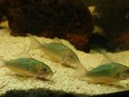 Emerald Cory