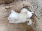 Persian Cat