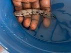 Endlicheri Bichir