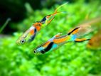 Endler Guppy