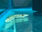 Endlicheri Bichir Fish