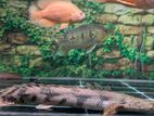Endlicheri Bichir