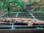Endlicheri Bichir