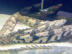 Endlicheri Polypterus Fish