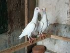 English Carrier Pigeons