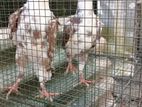 English Carrier Pigeons